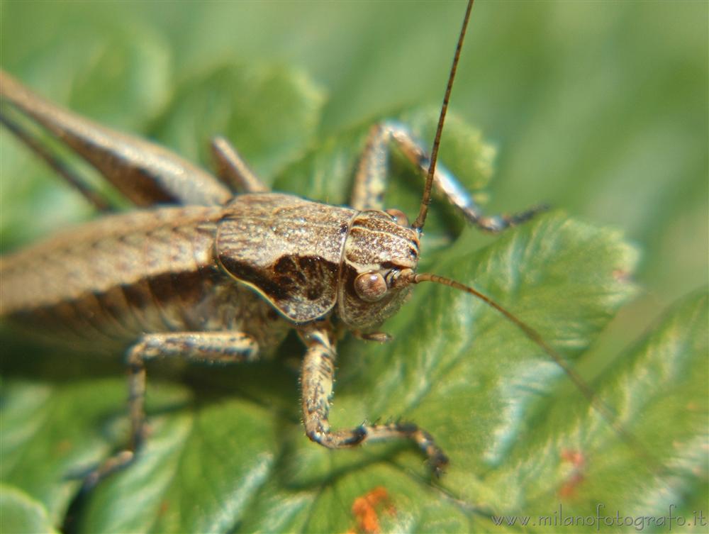 Rosazza (Biella, Italy) - Detail of young grashopper